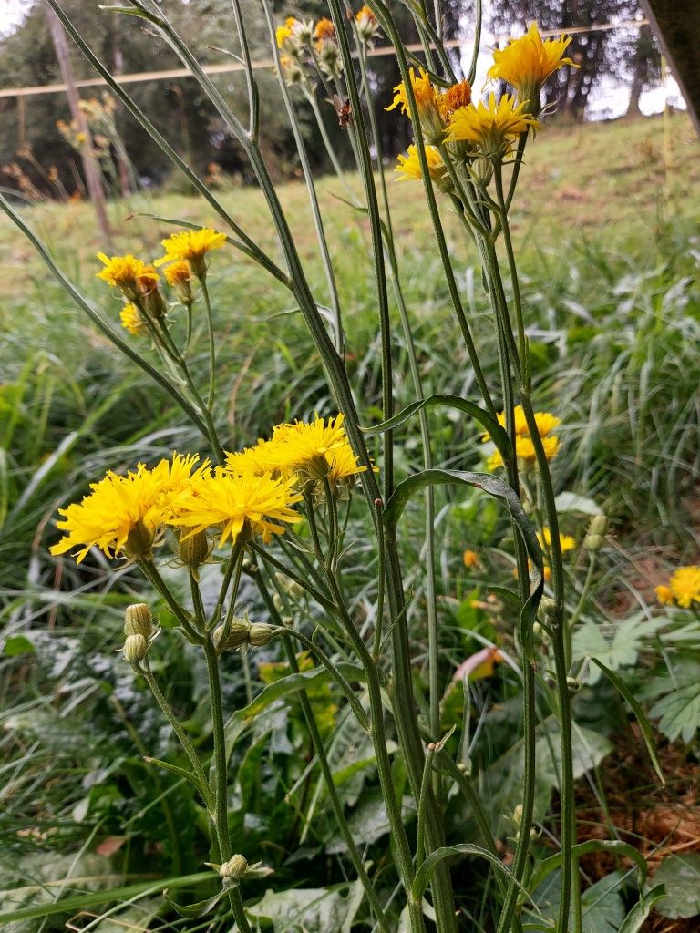 Crepis biennis L.