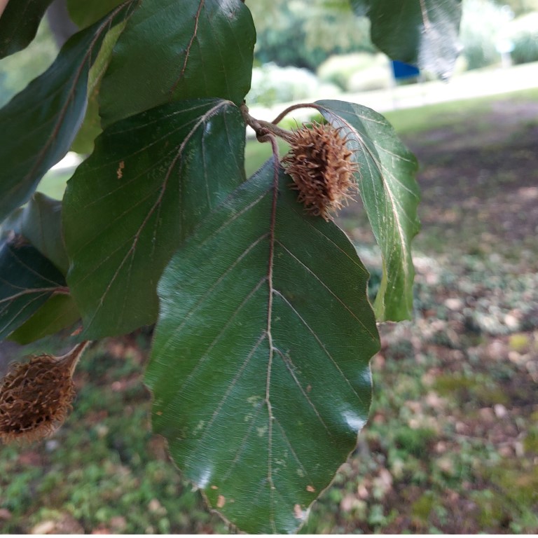 Fagus sylvatica L.