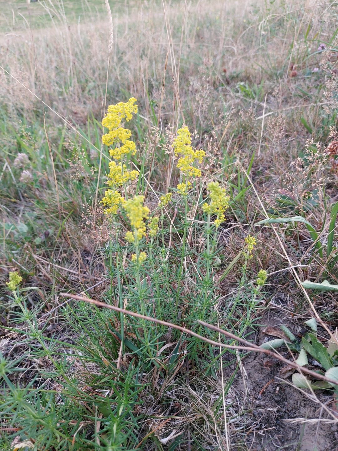 Galium verum L.