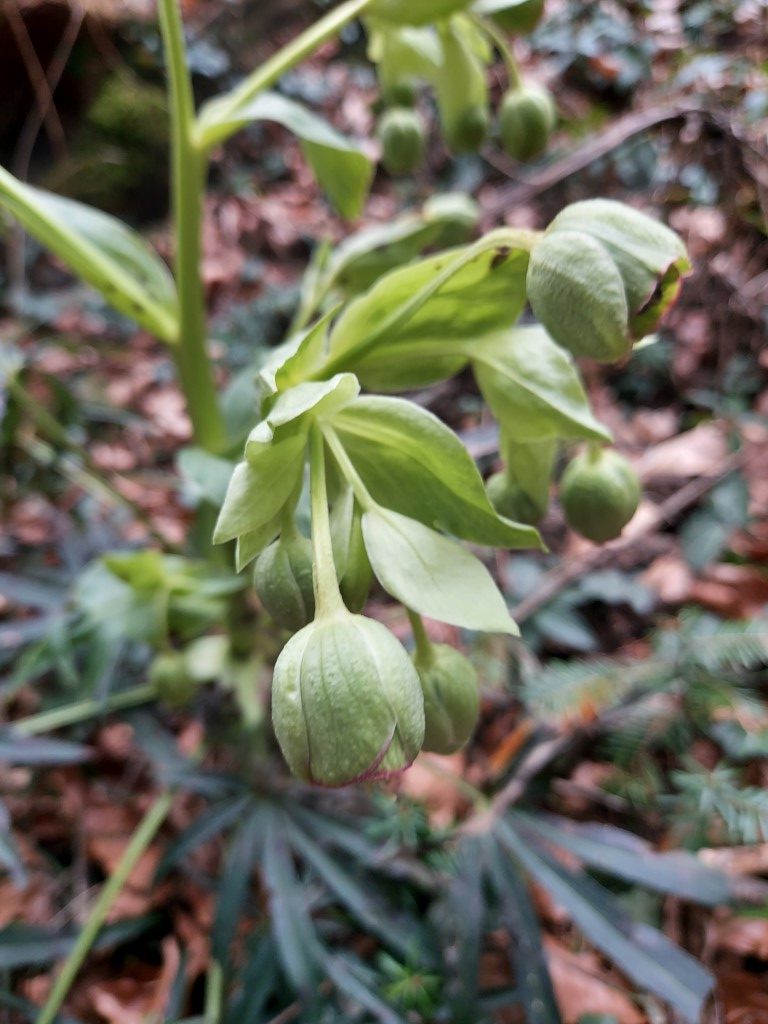 Helleborus foetidus L.