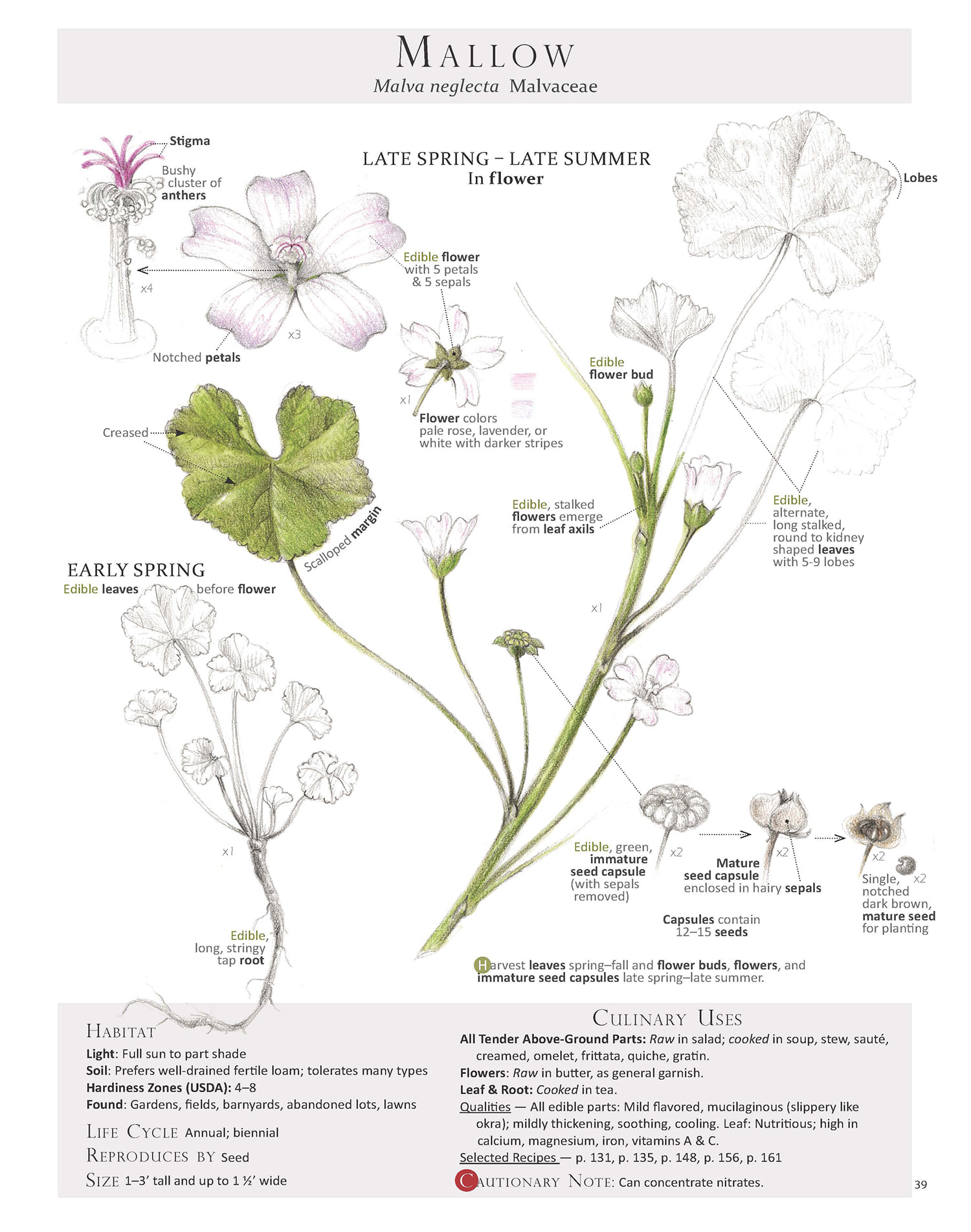 Malva neglecta Wallr.