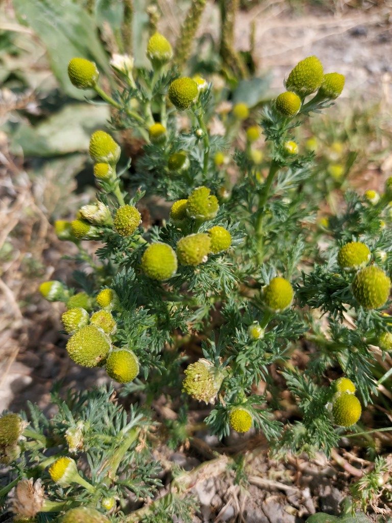 Matricaria discoidea DC.