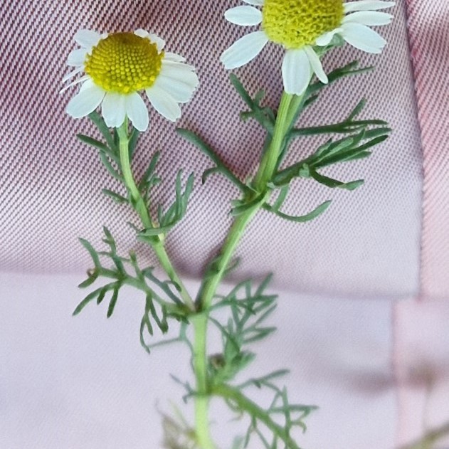Matricaria chamomilla L.
