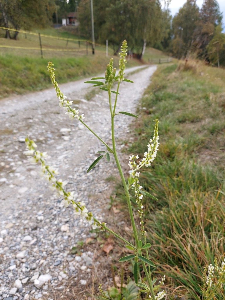 Melilotus albus Medik.