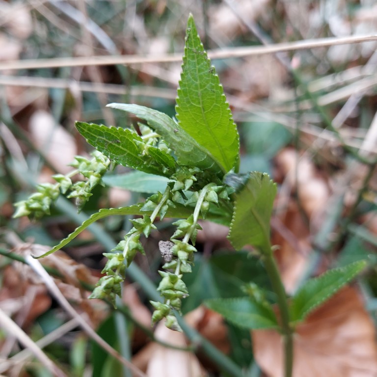 Mercurialis perennis L.