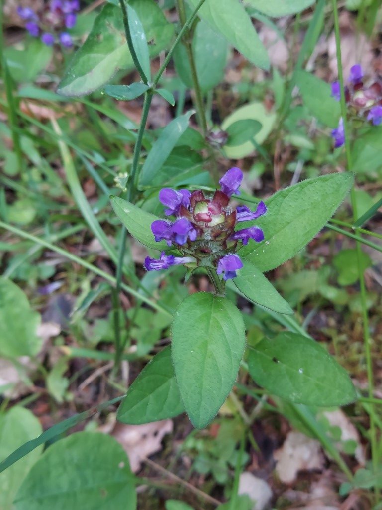 Prunella vulgaris L.