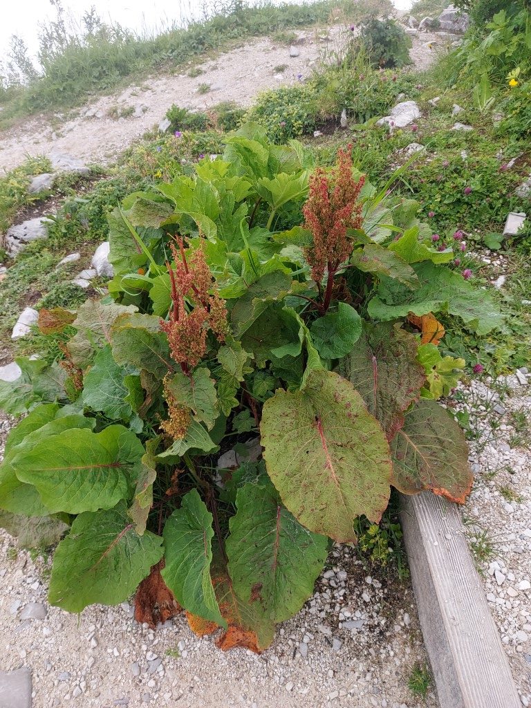 Rumex alpinus L.
