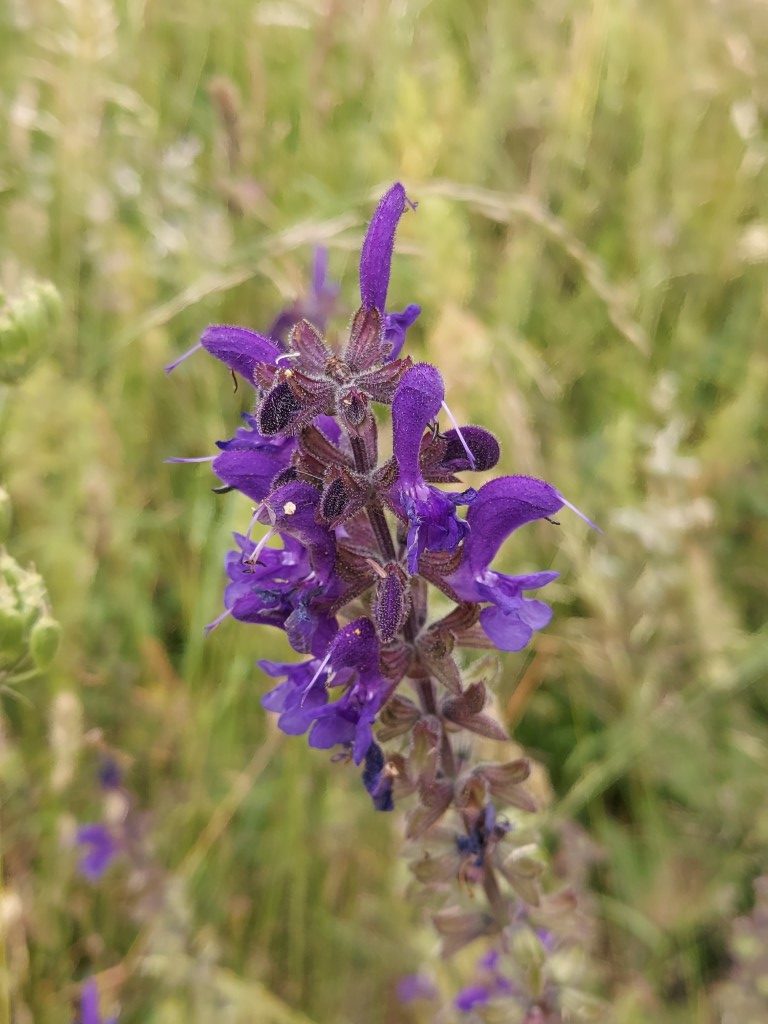 Salvia pratensis L.