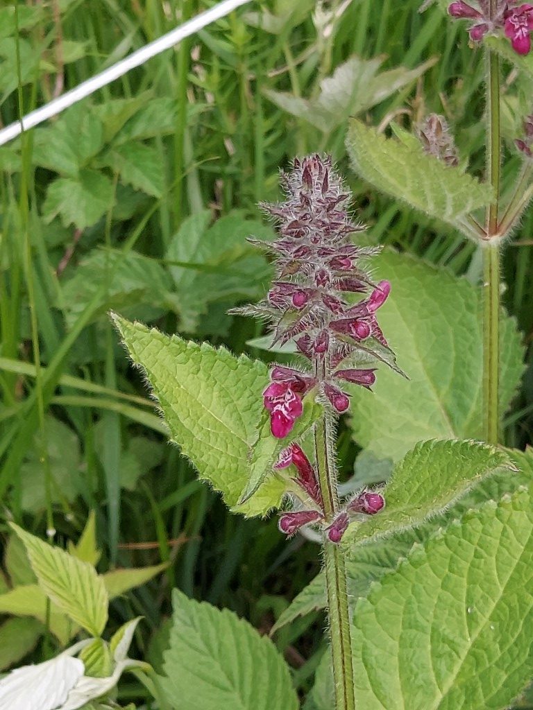 Stachys sylvatica L.