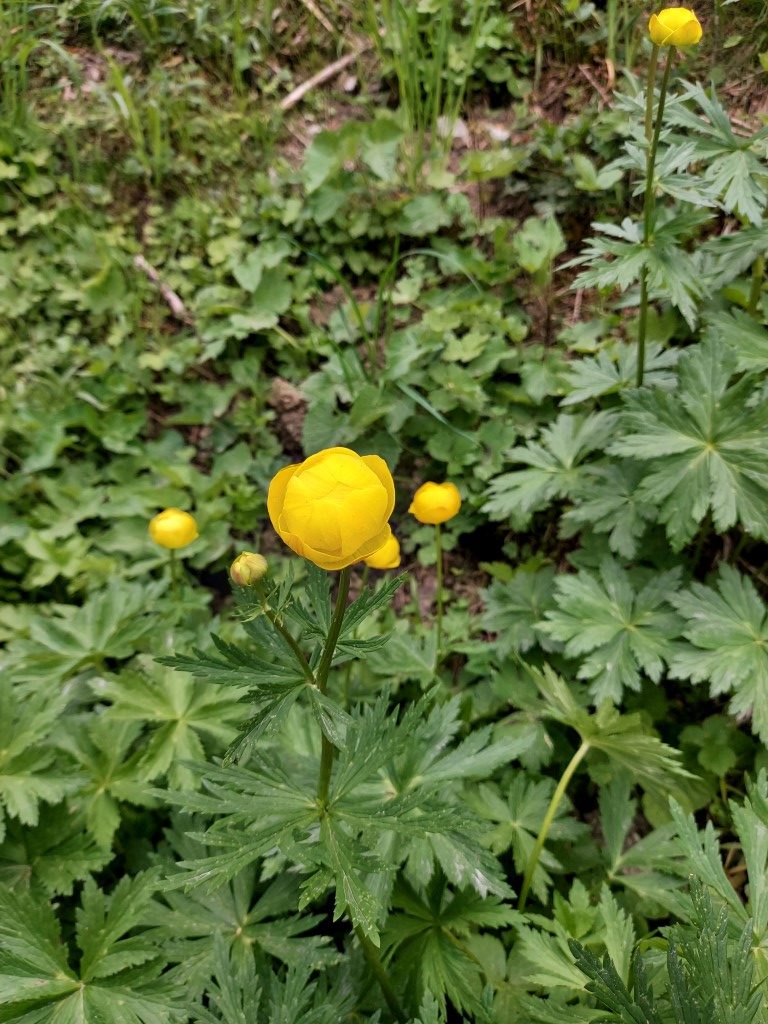 Trollius europaeus L.