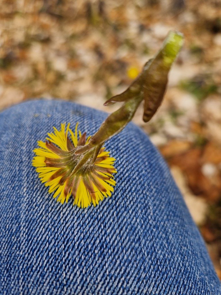 Tussilago farfara L.