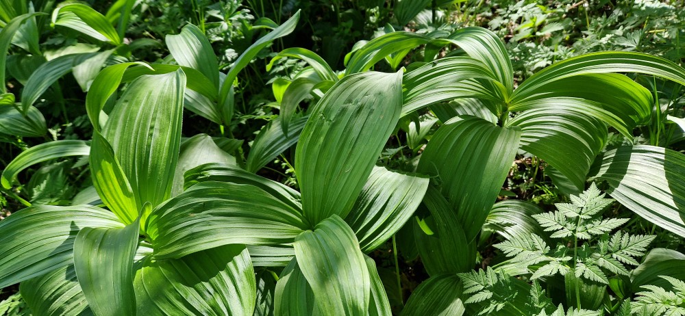 Veratrum album L.