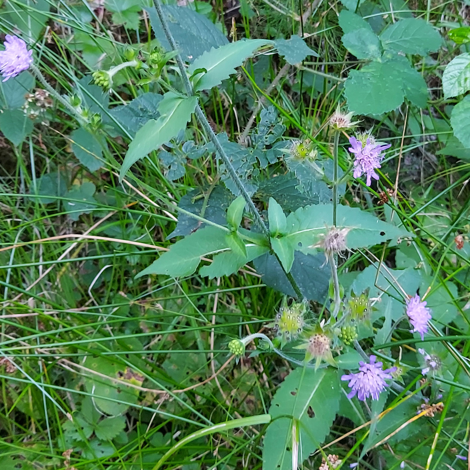 Knautia dipsacifolia Kreutzer