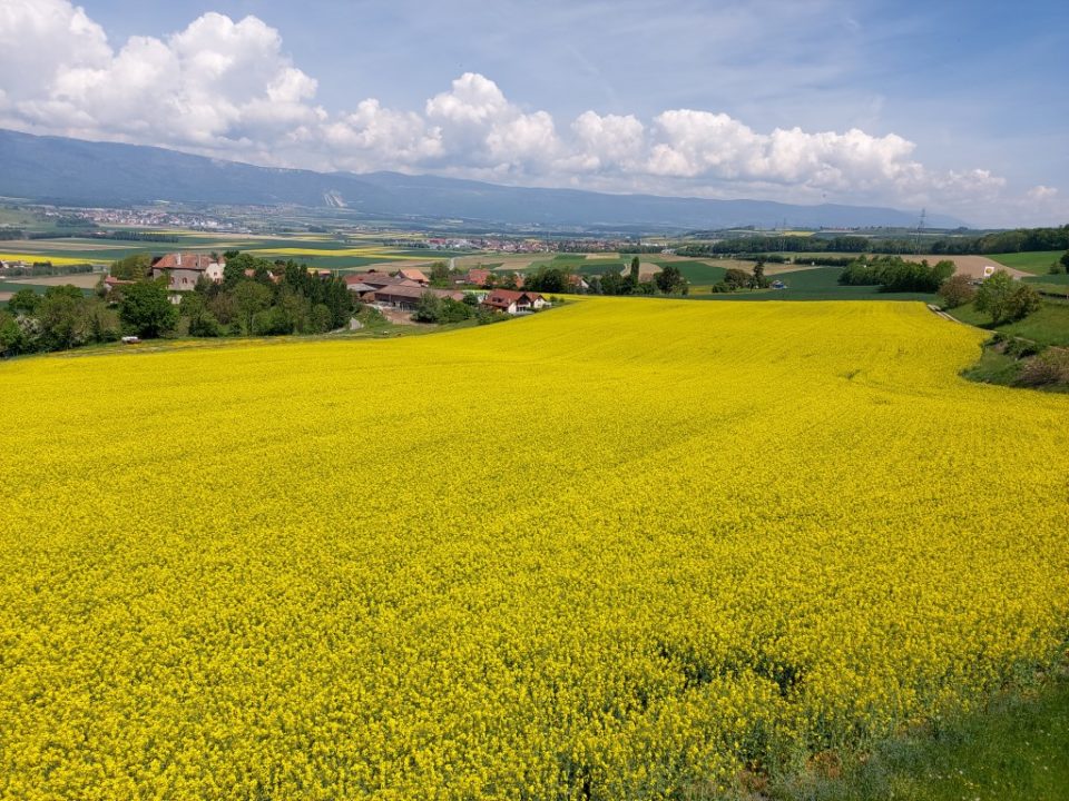 champ de colza en Suisse