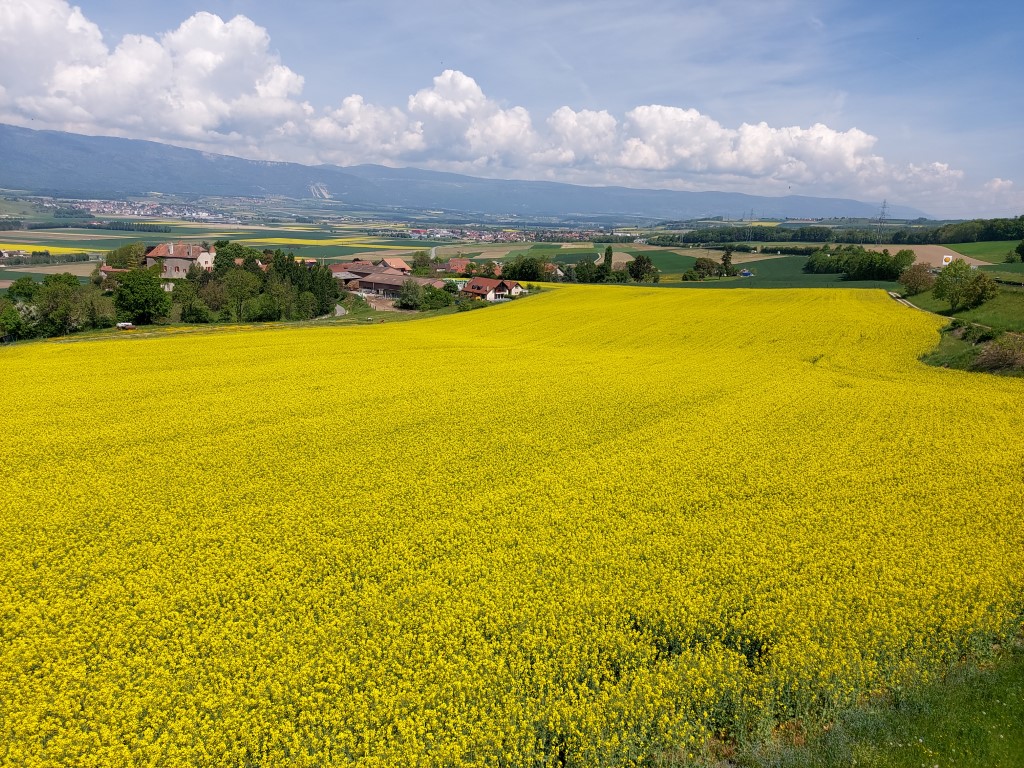 Brassica napus L.