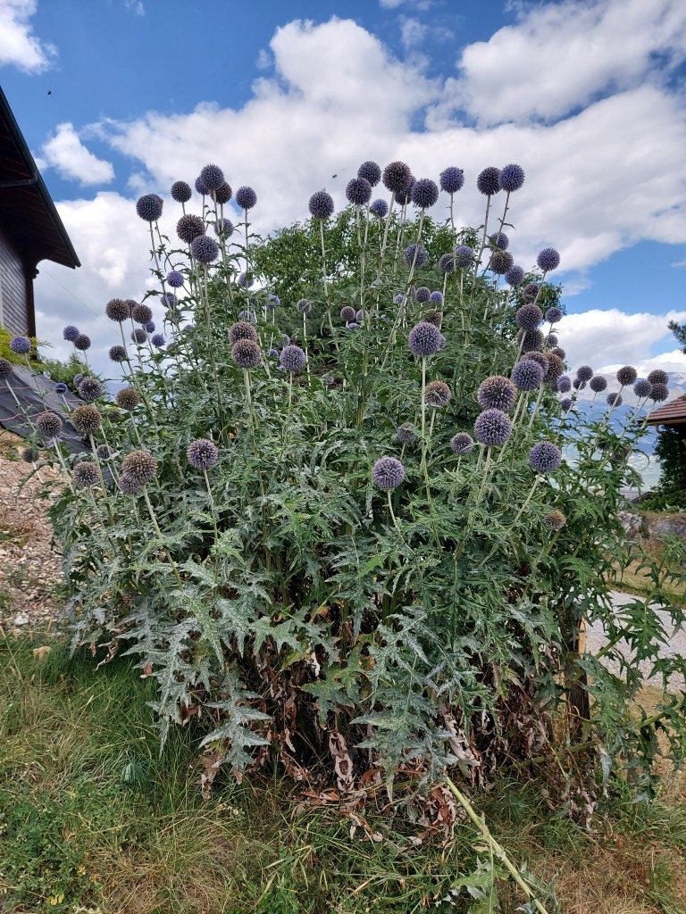 Echinops exaltatus Schrad.