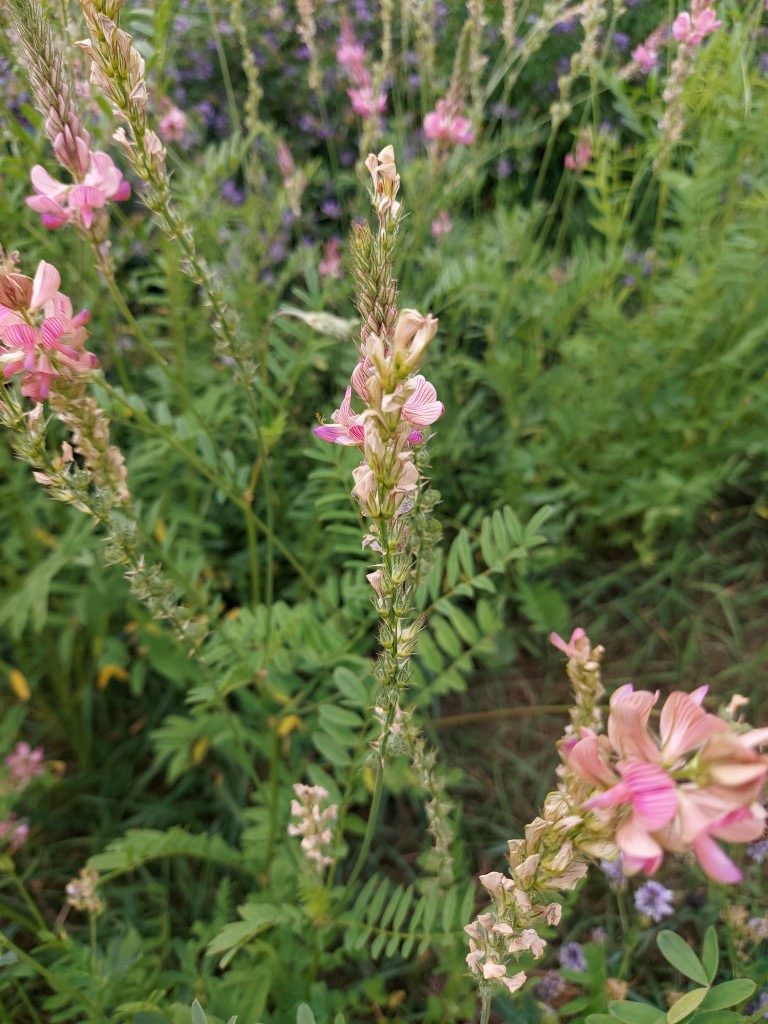 Onobrychis viciifolia Scop.