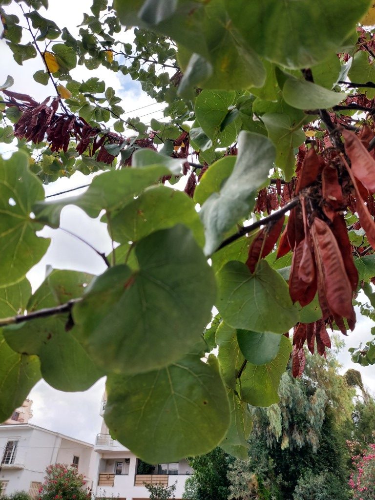 Cercis siliquastrum L.