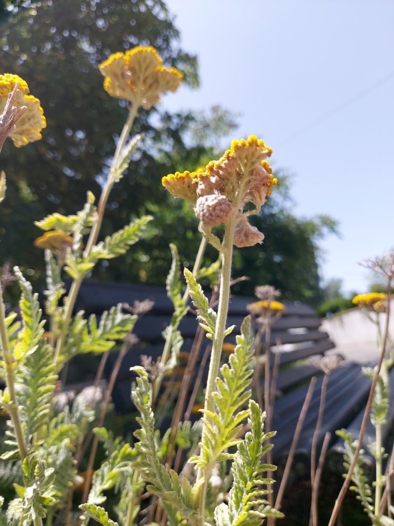 Achillea filipendulina Lam.
