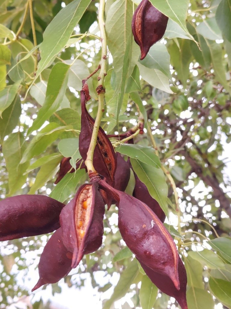 Brachychiton populneu