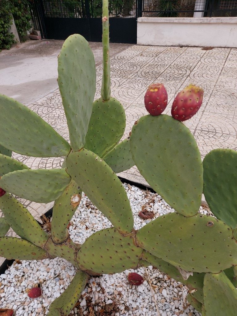 Opuntia ficus-indica (L.) Mill.