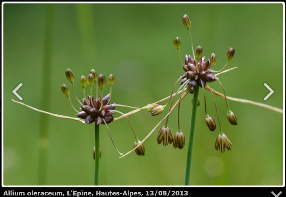 Allium oleraceum