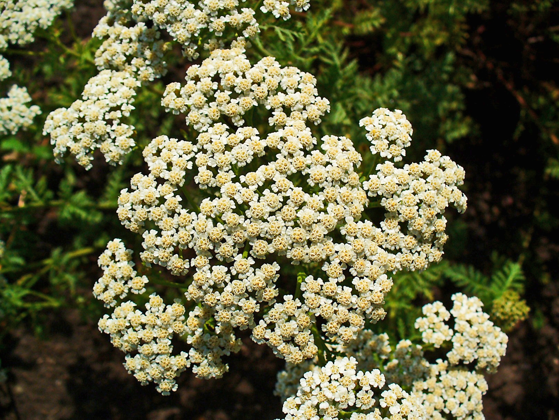 Achillea nobilis