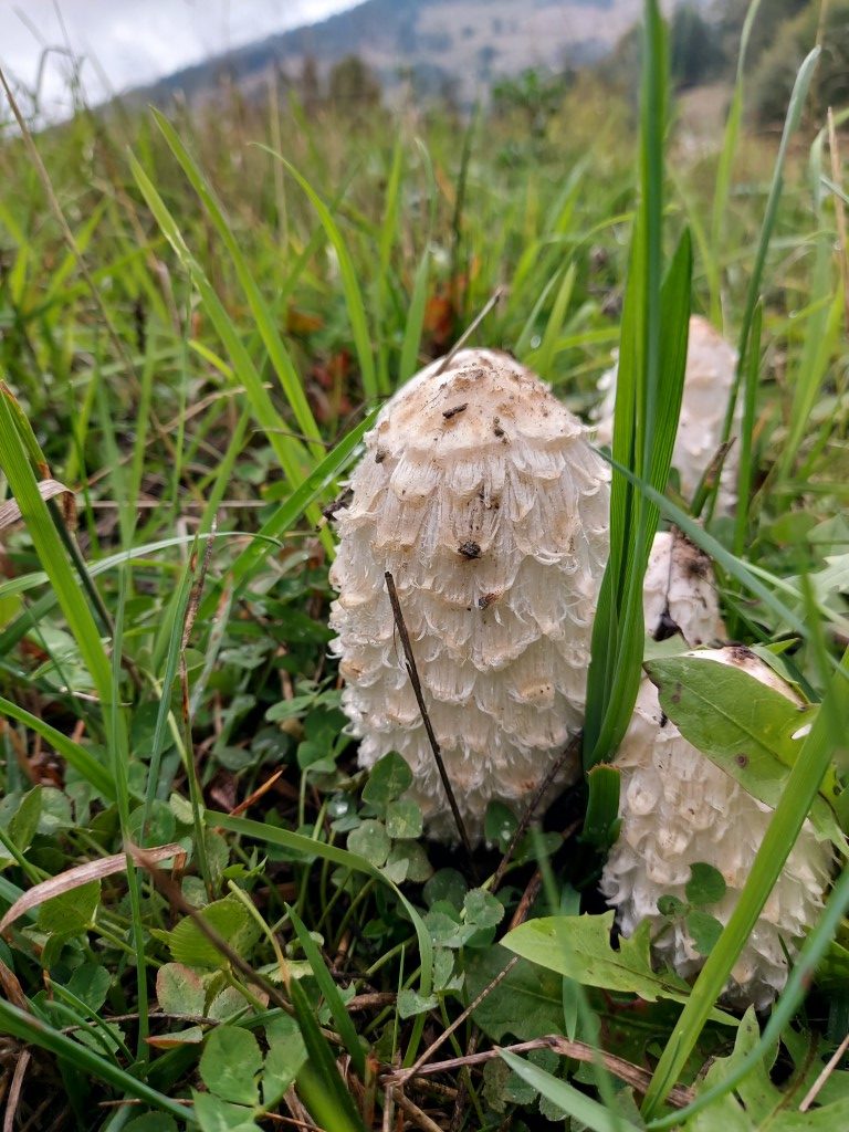 Coprinus comatus