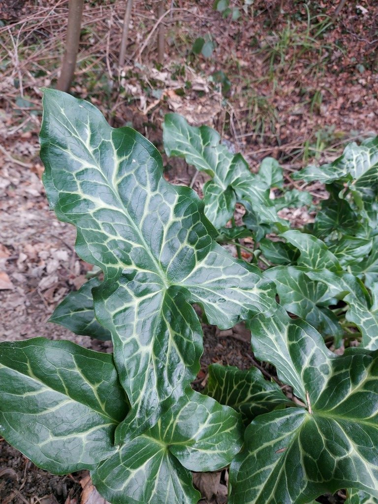 Arum italicum Mill.