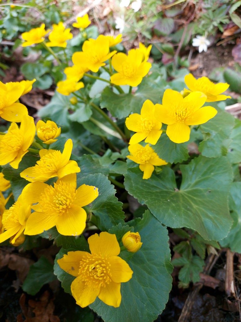 Caltha palustris L.