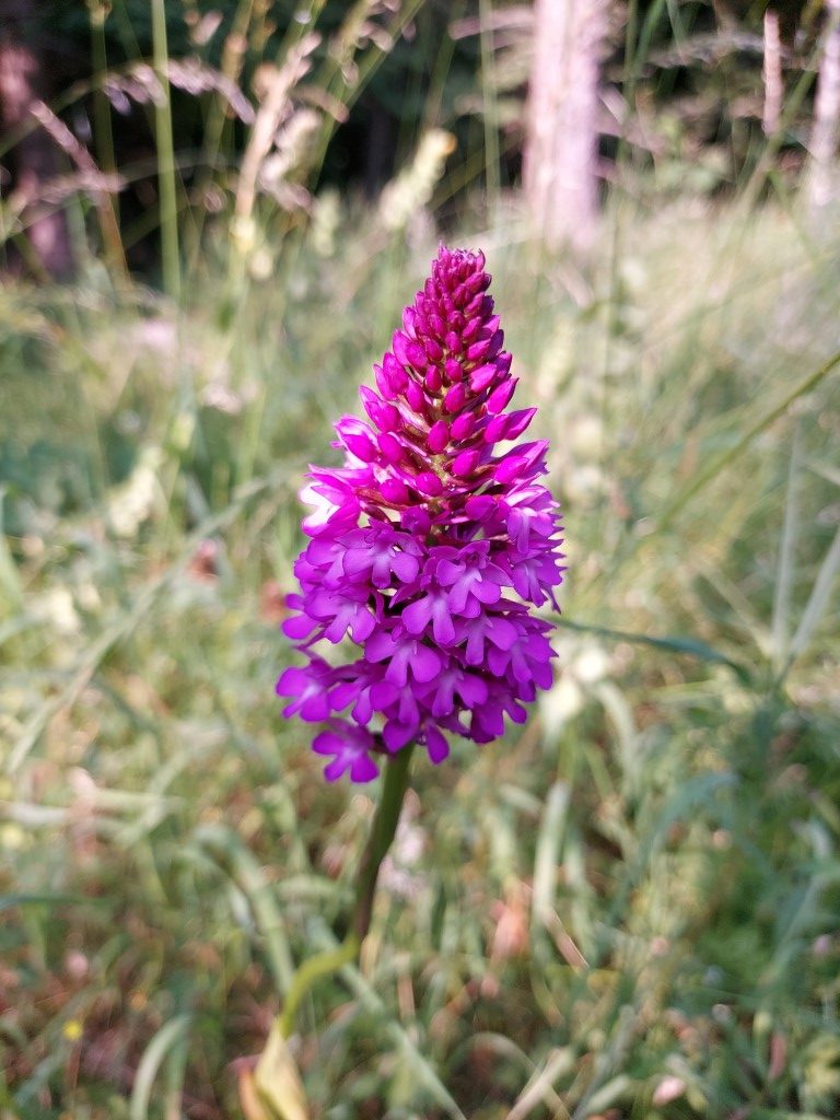 Anacamptis pyramidalis (L.) Rich.