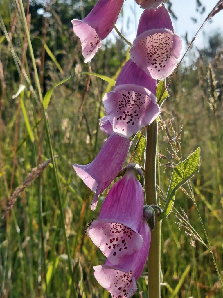 Digitalis purpurea L.