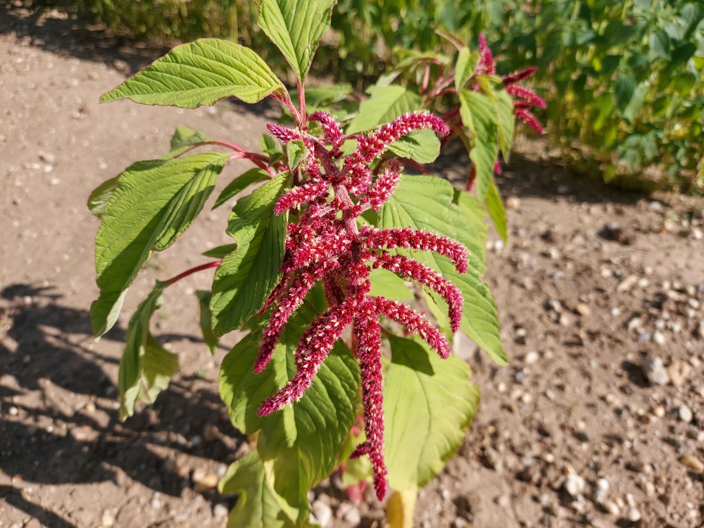 Amaranthus caudatus L.