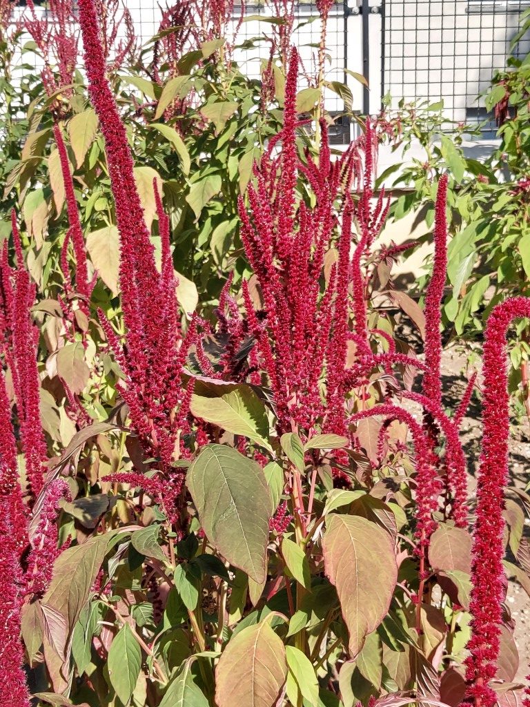 Amaranthus cruentus L.
