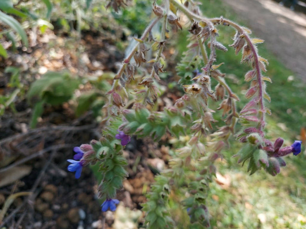Anchusa officinalis L.
