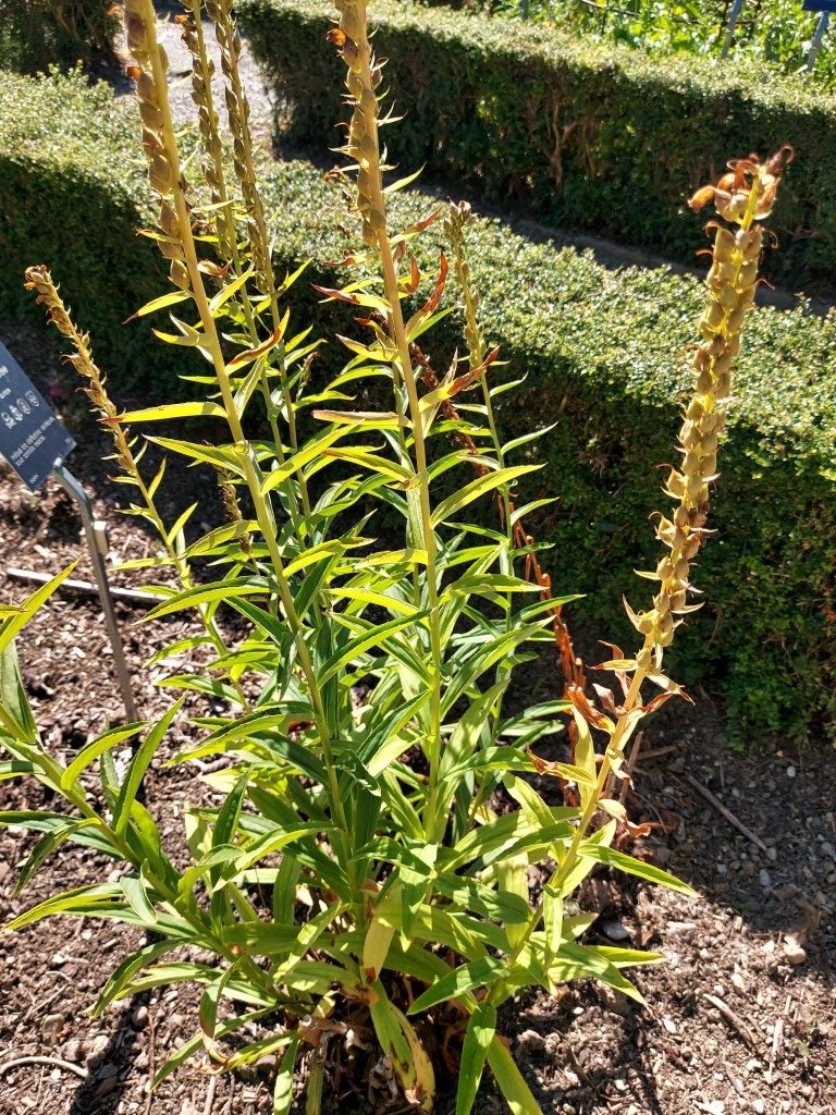 Digitalis lutea L.