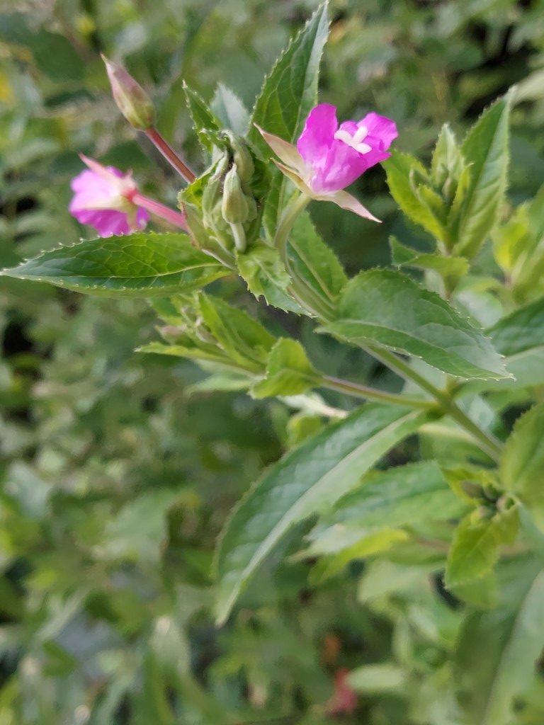 Epilobium hirsutum L.