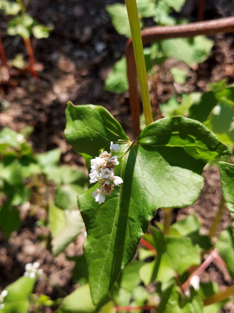 Fagopyrum esculentum Moench