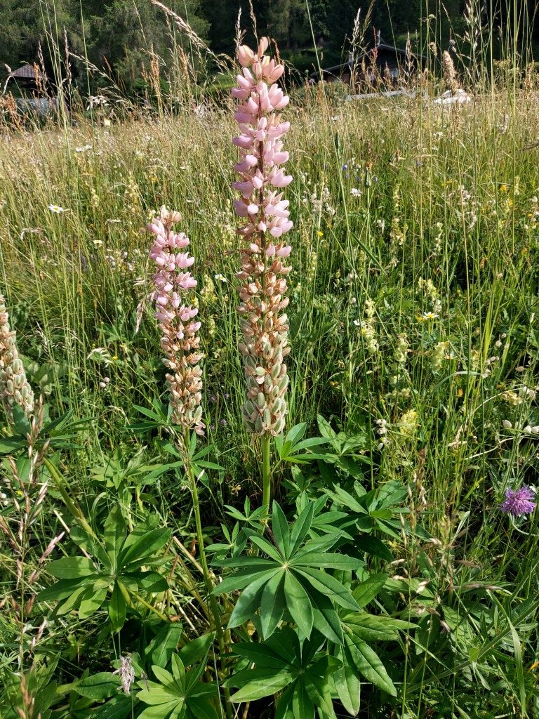 Lupinus polyphyllus Lindl.