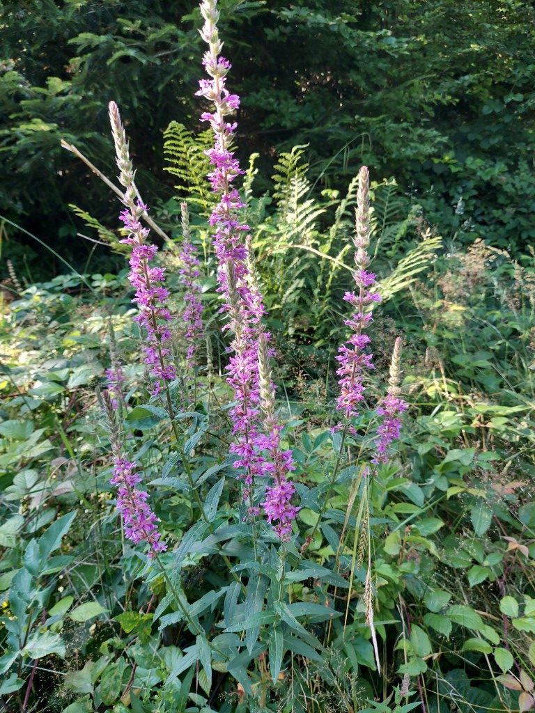 Lythrum salicaria L.