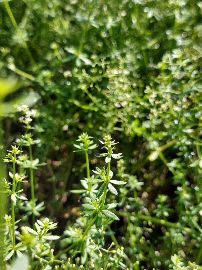 Rubia tinctorum L.