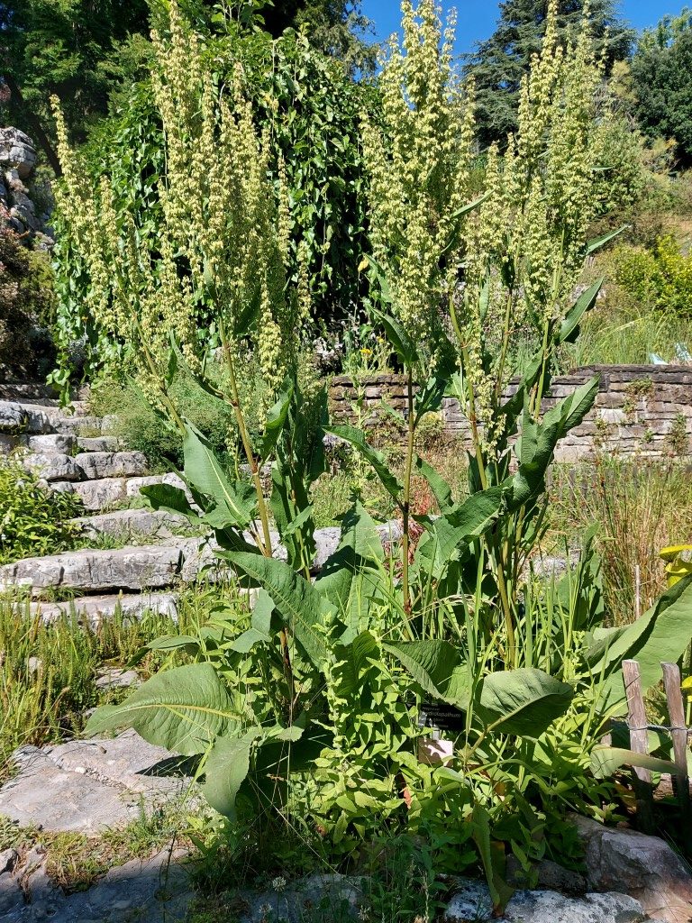Rumex hydrolapathum Huds.