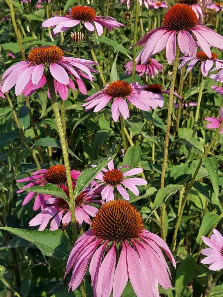 Echinacea purpurea