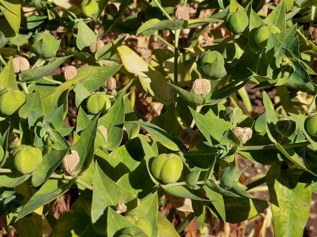 Euphorbia lathyris L.