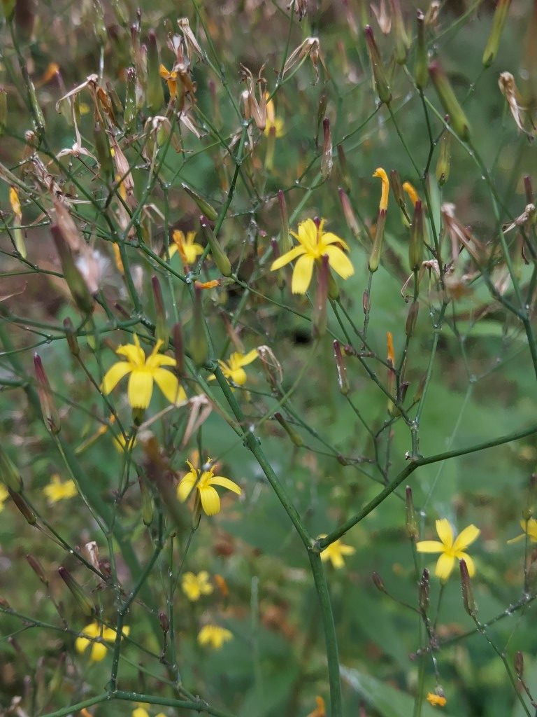 Mycelis muralis (L.) Dumort.