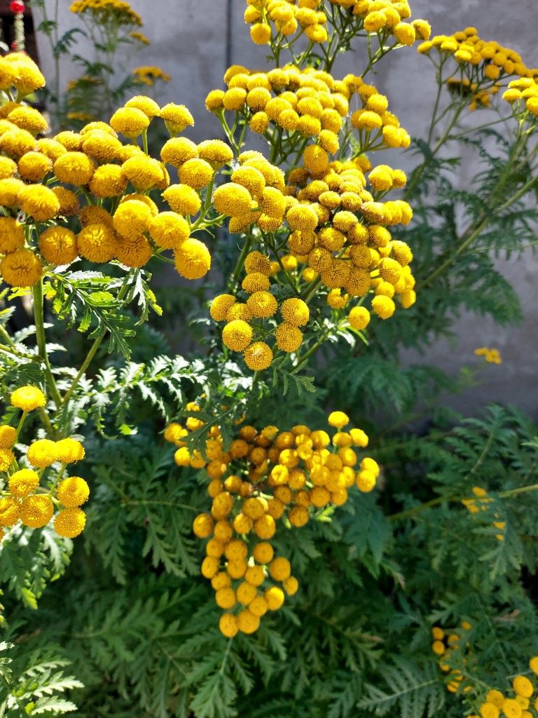 Tanacetum vulgare L.