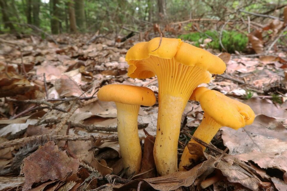 healing-mushrooms.net
