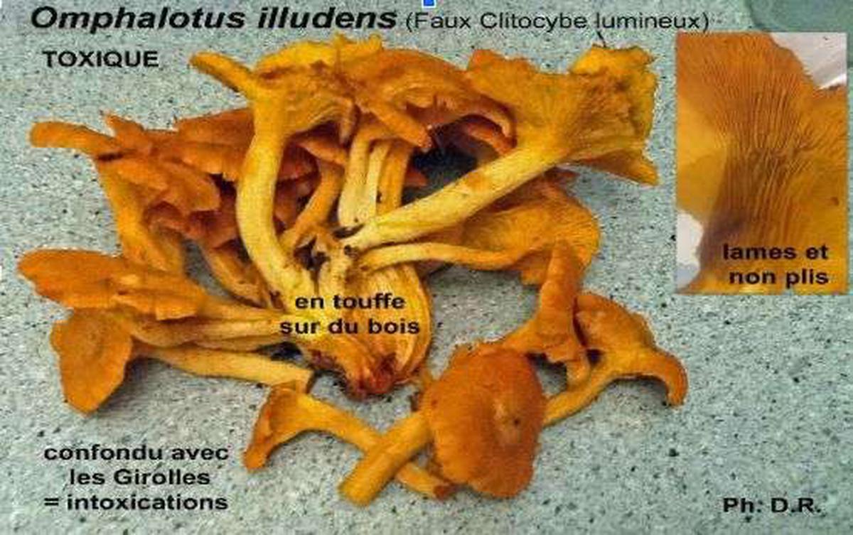 Omphalotus illudens