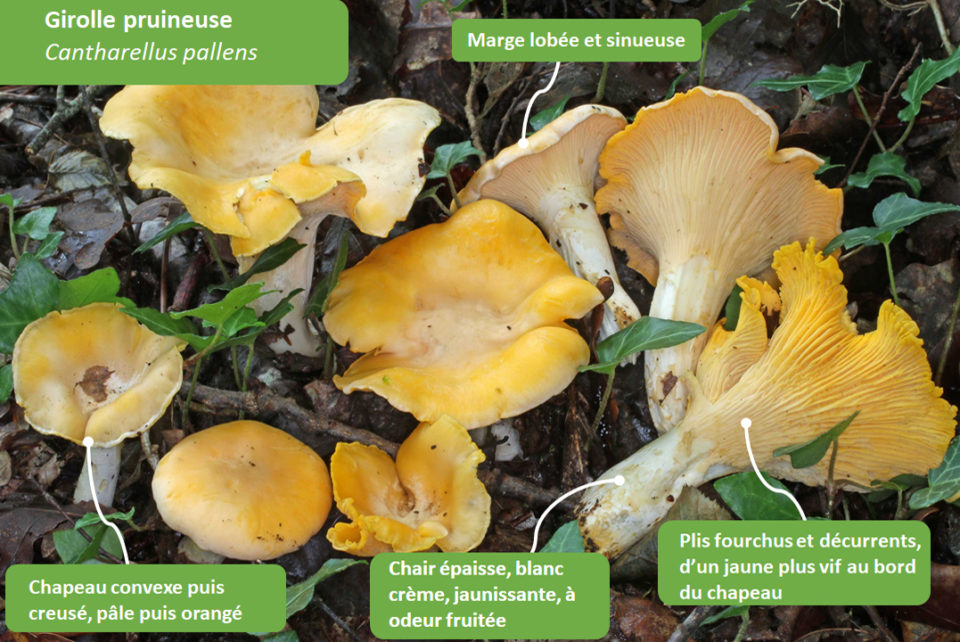 vraie girolle