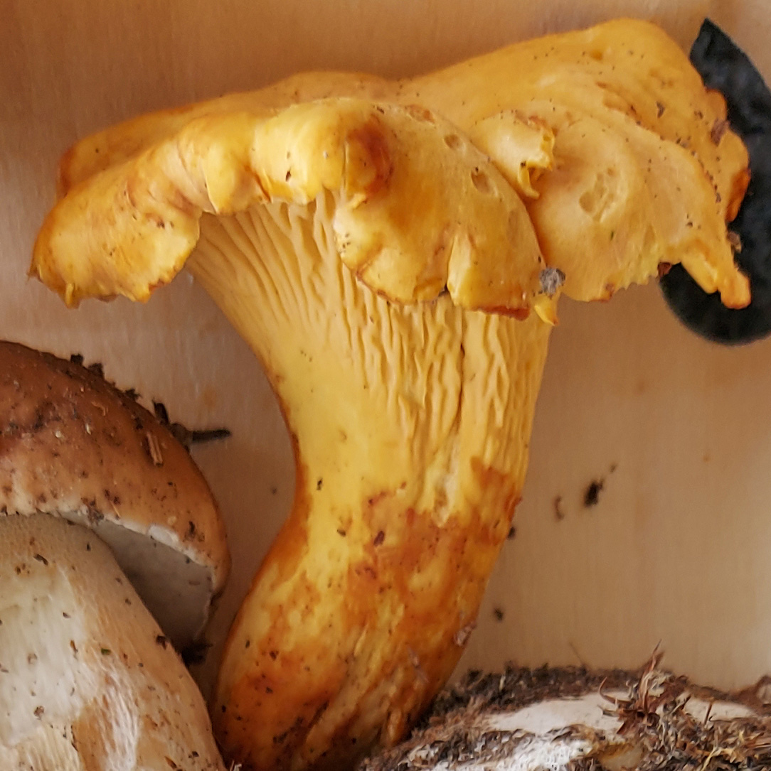 Cantharellus cibarius